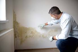 Best Crawl Space Mold Remediation  in Hugo, MN